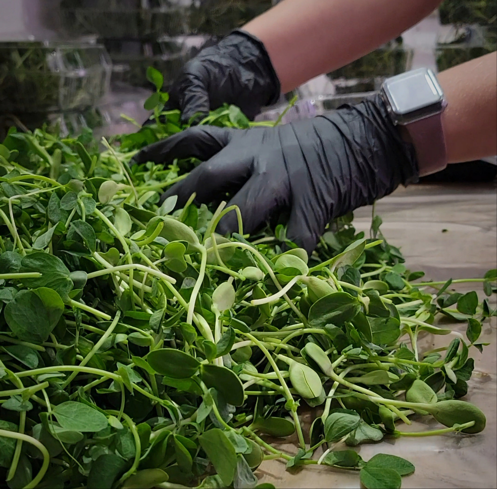 Microgreen Salad Mix - Large