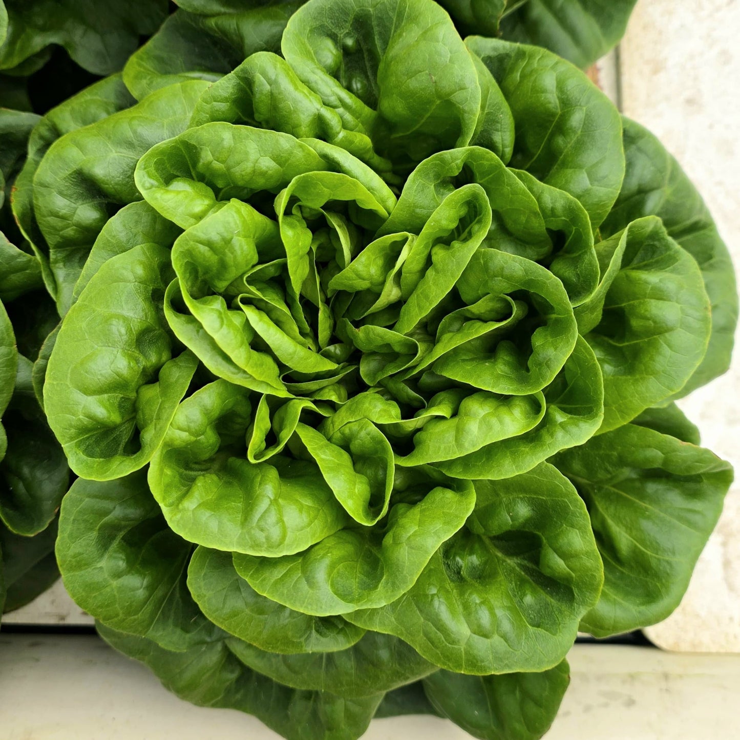 Grower's Choice Lettuce