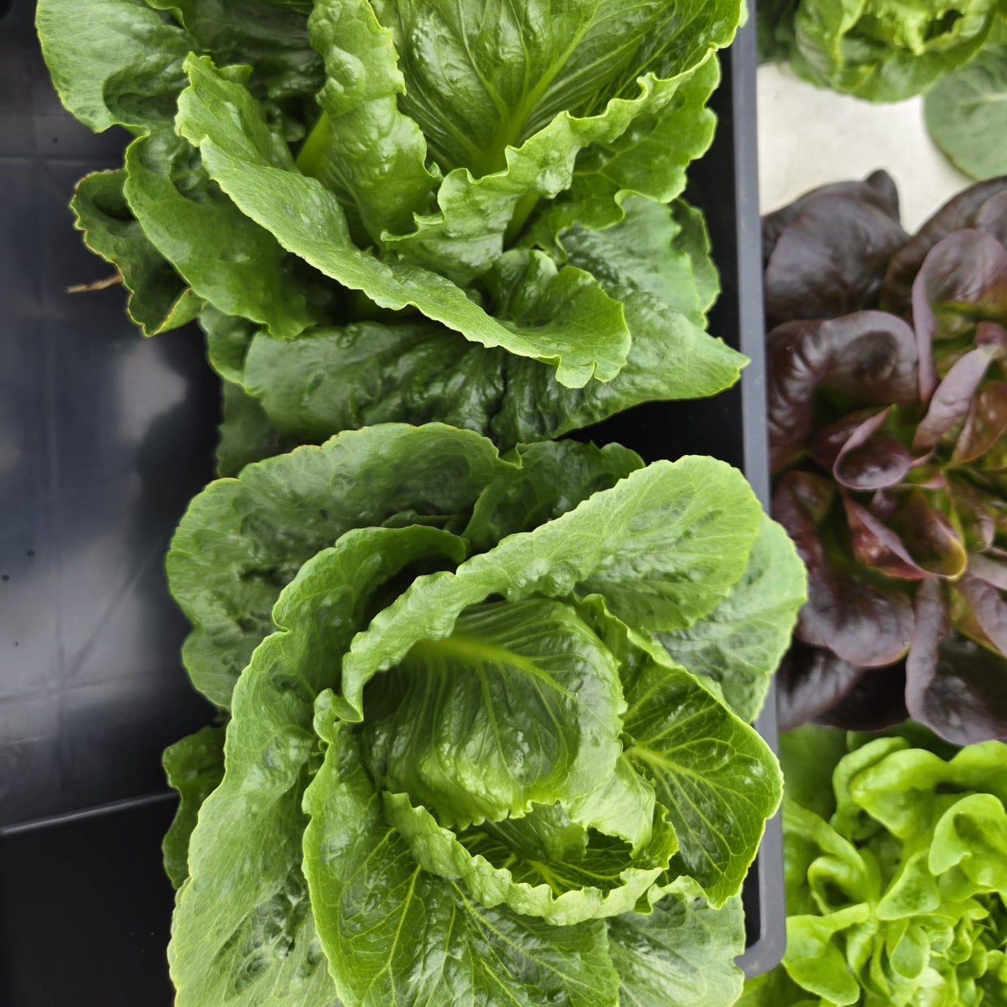 Grower's Choice Lettuce