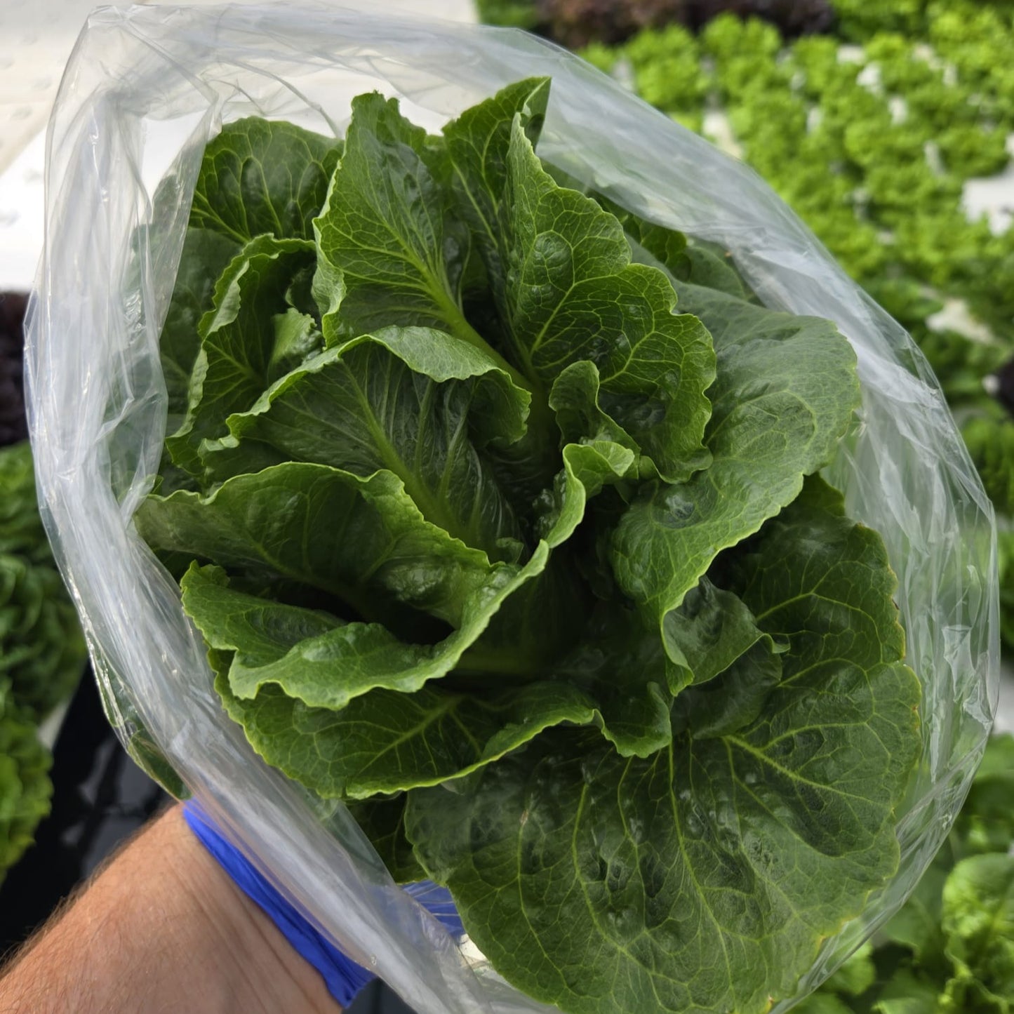 Grower's Choice Lettuce