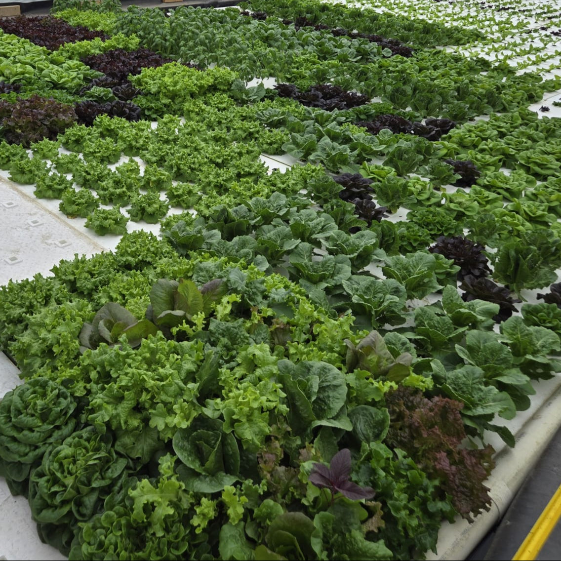 Grower's Choice Lettuce