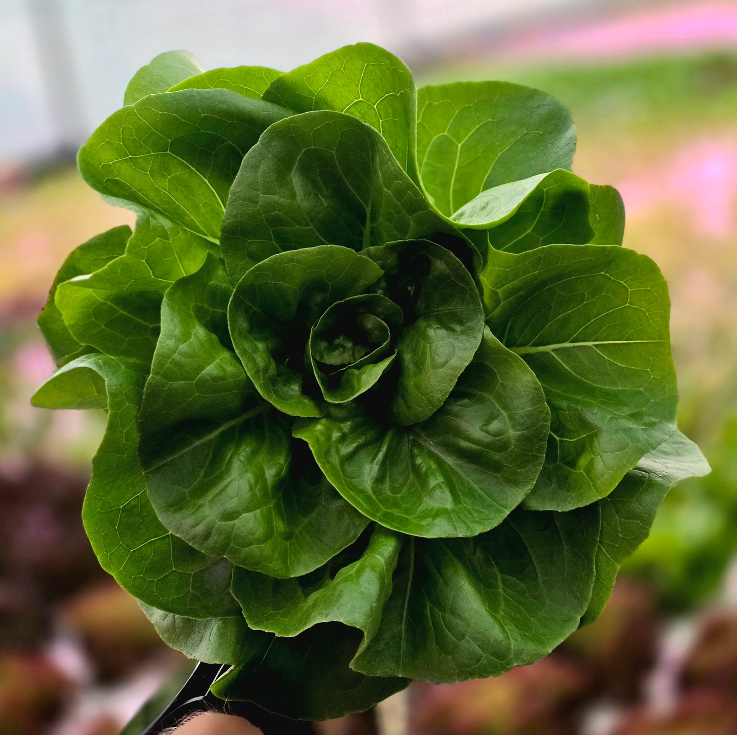 Butter Lettuce