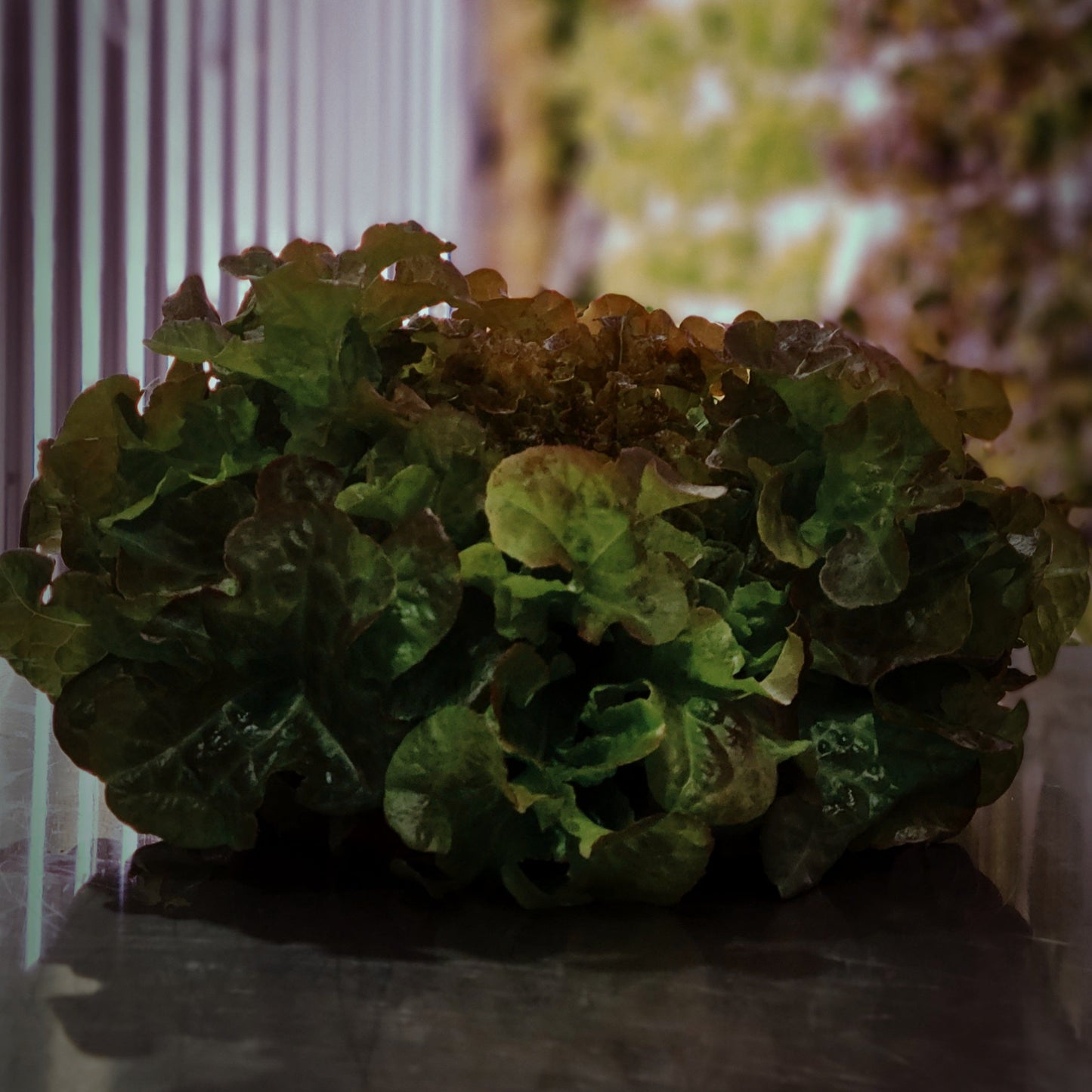 Lettuce