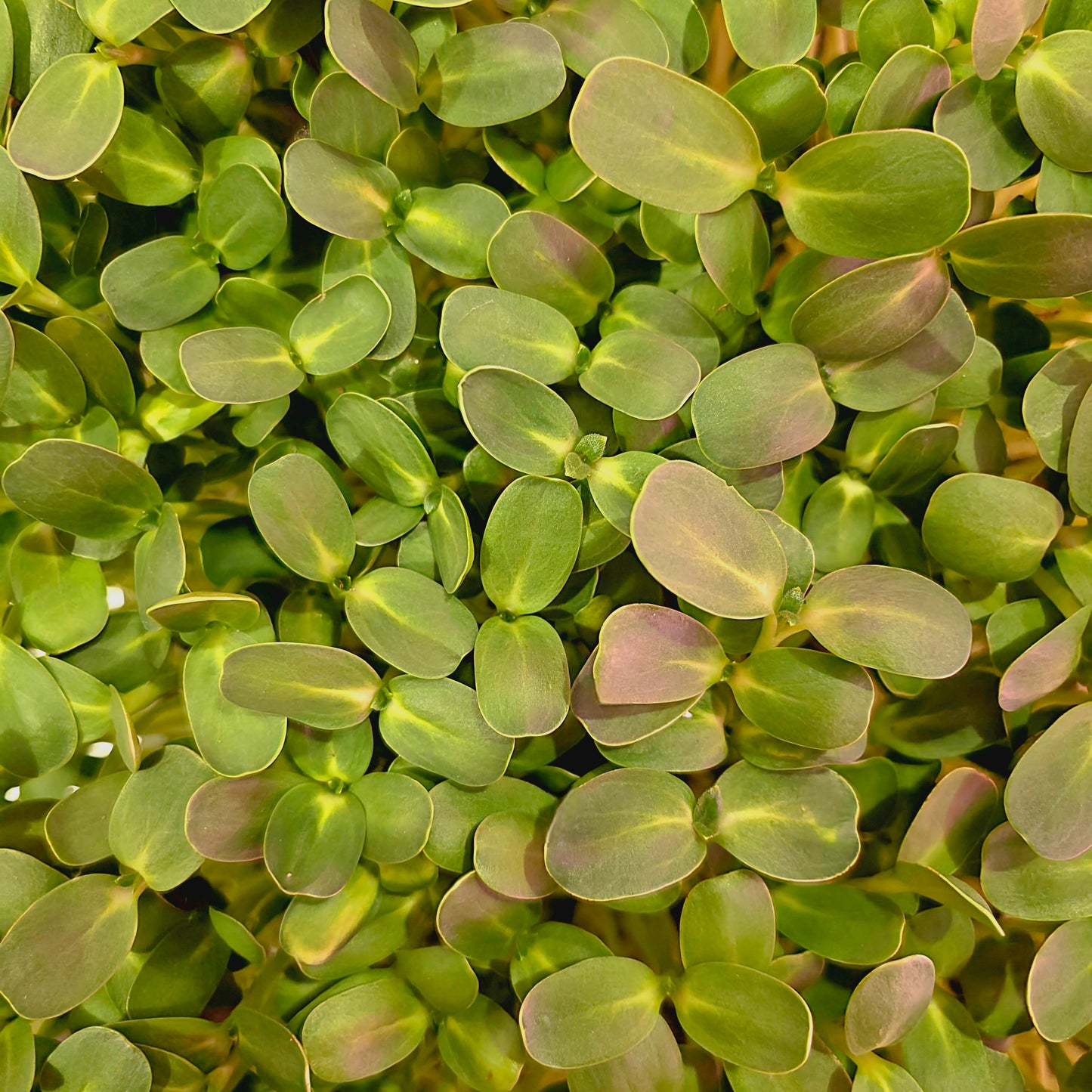 Sunflower Microgreens