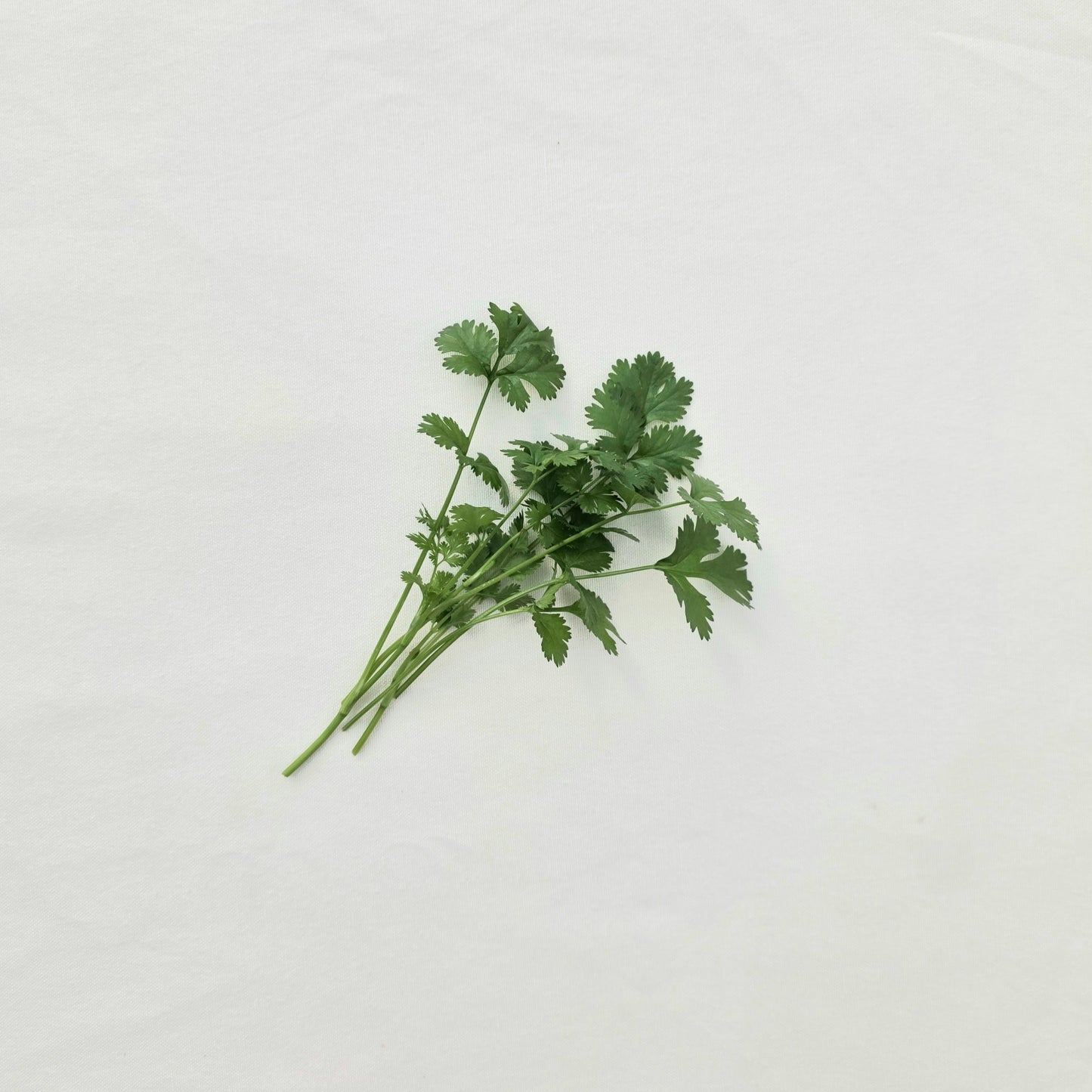 Cilantro