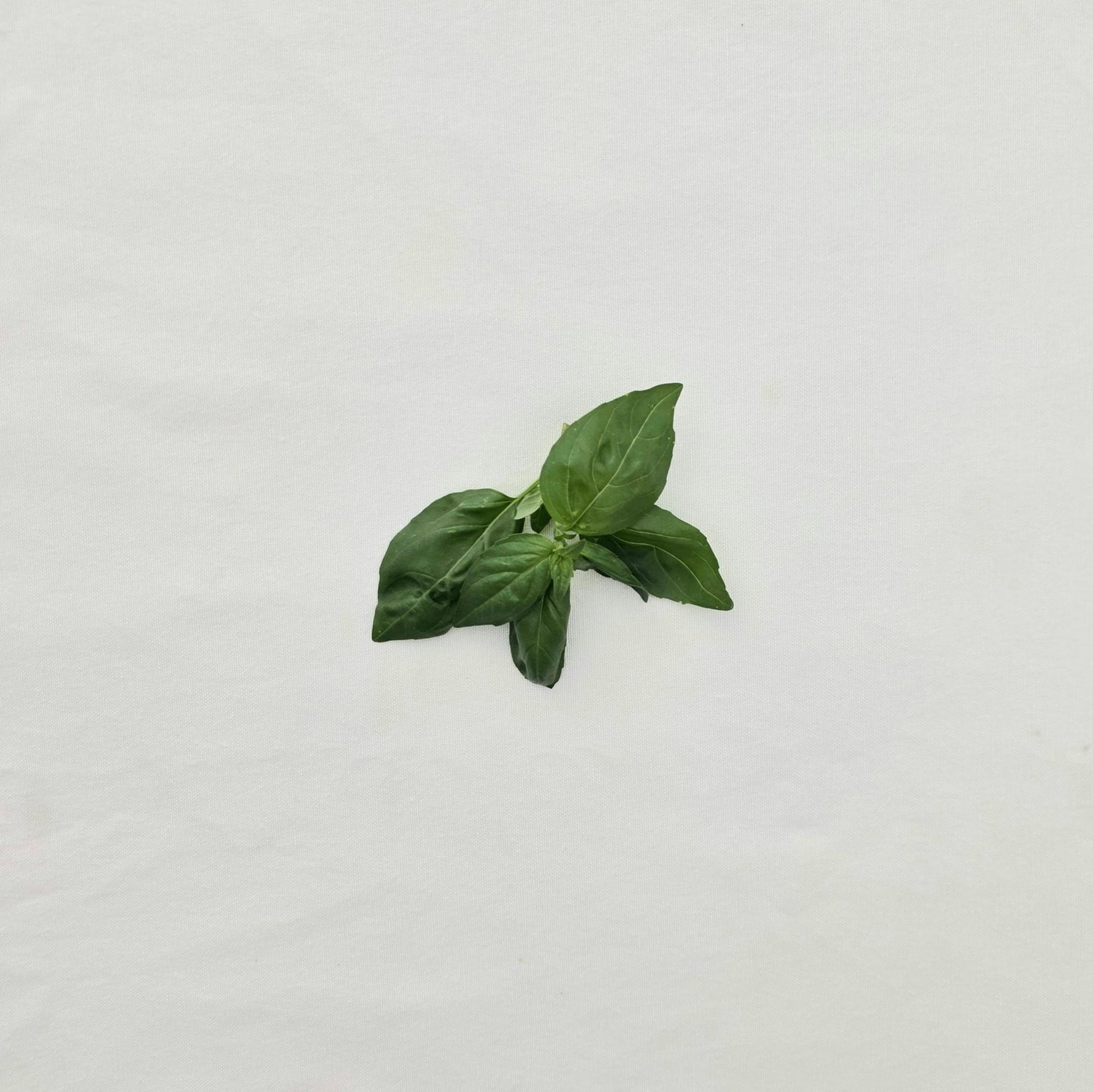 Basil