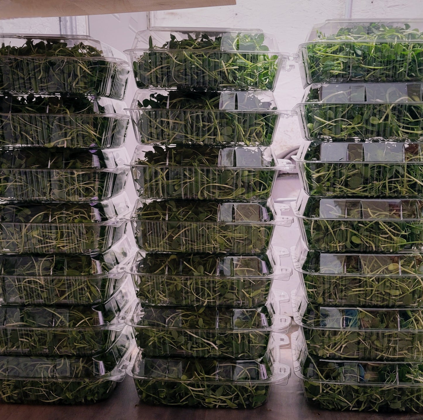 Microgreen Salad Mix - Large