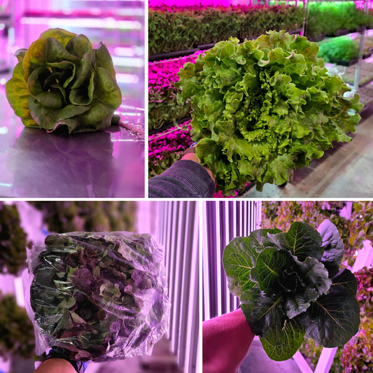 Grower's Choice Lettuce