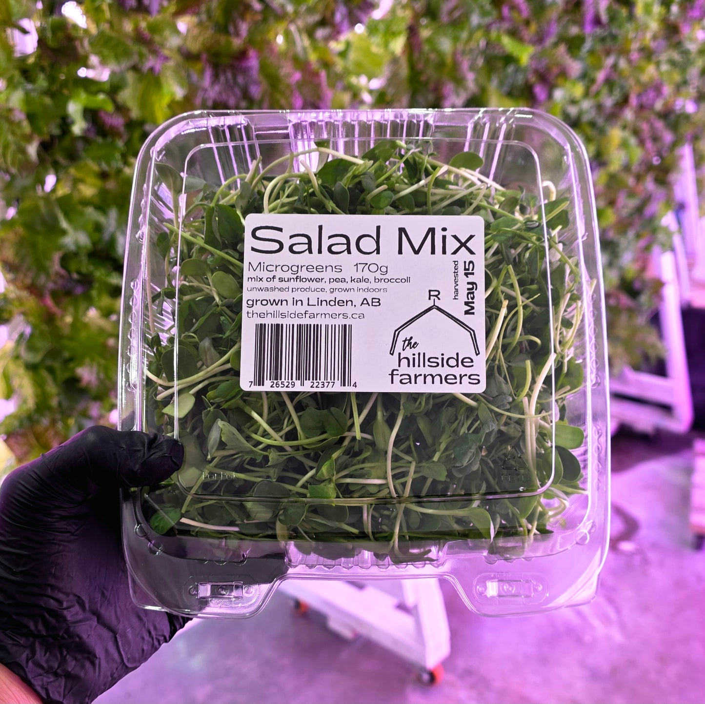 Microgreen Salad Mix - Large