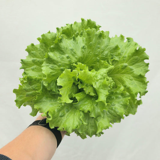 Green Leaf Lettuce