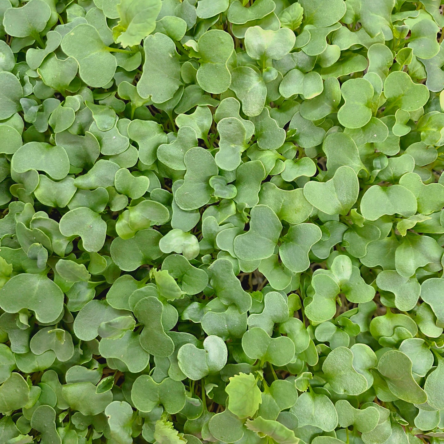 Broccoli Microgreens