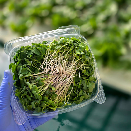 Symphony Mix Microgreens