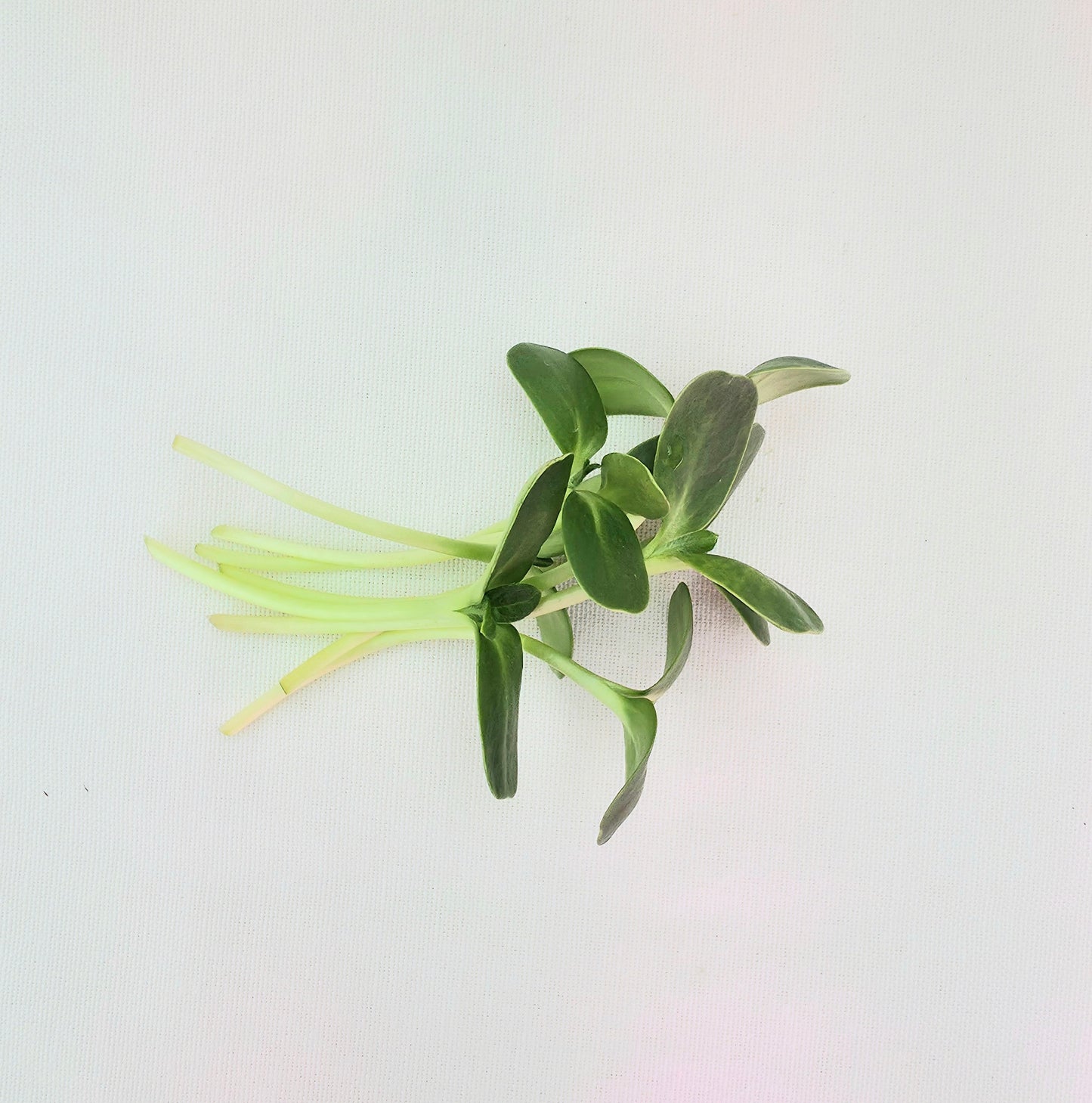 Sunflower Microgreens