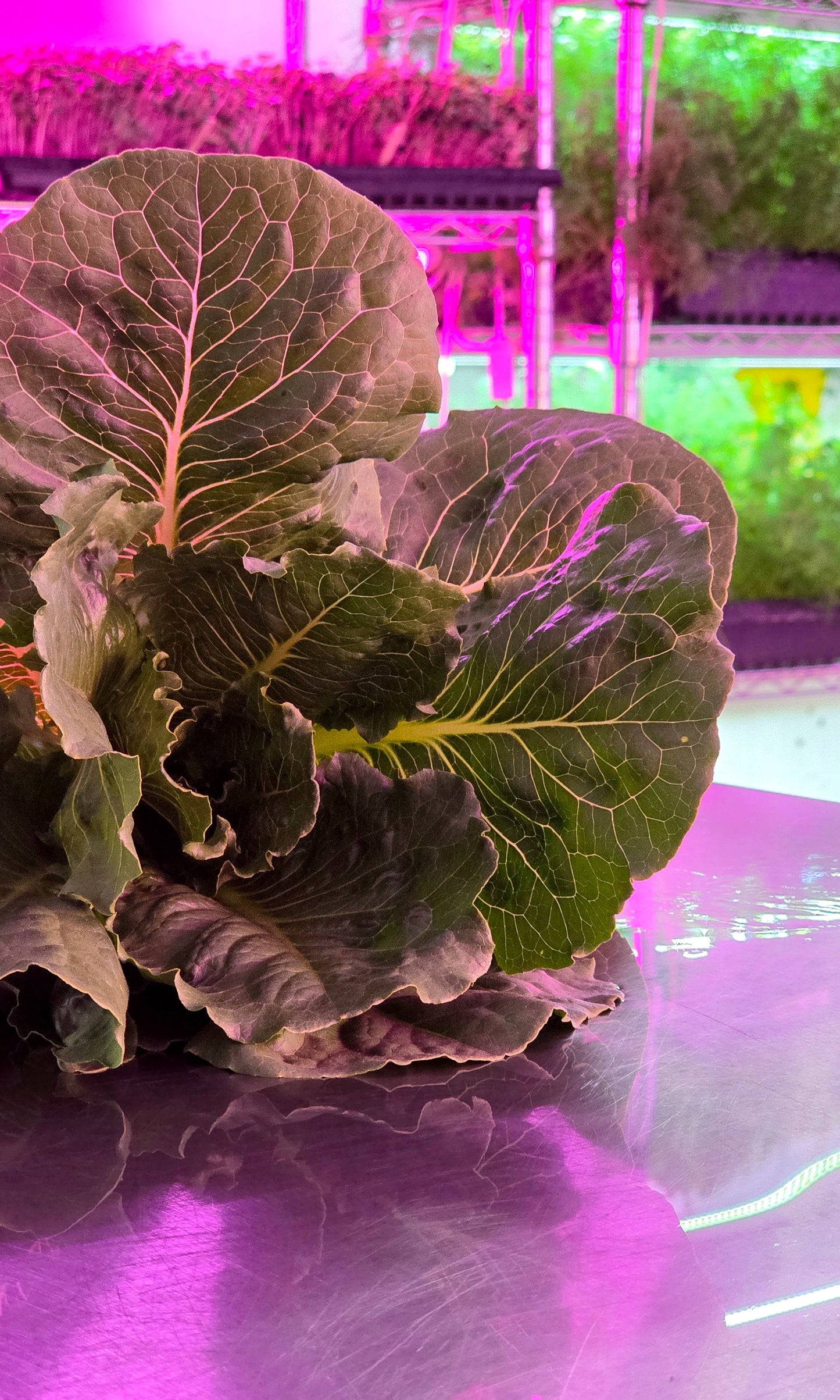 Romaine Lettuce
