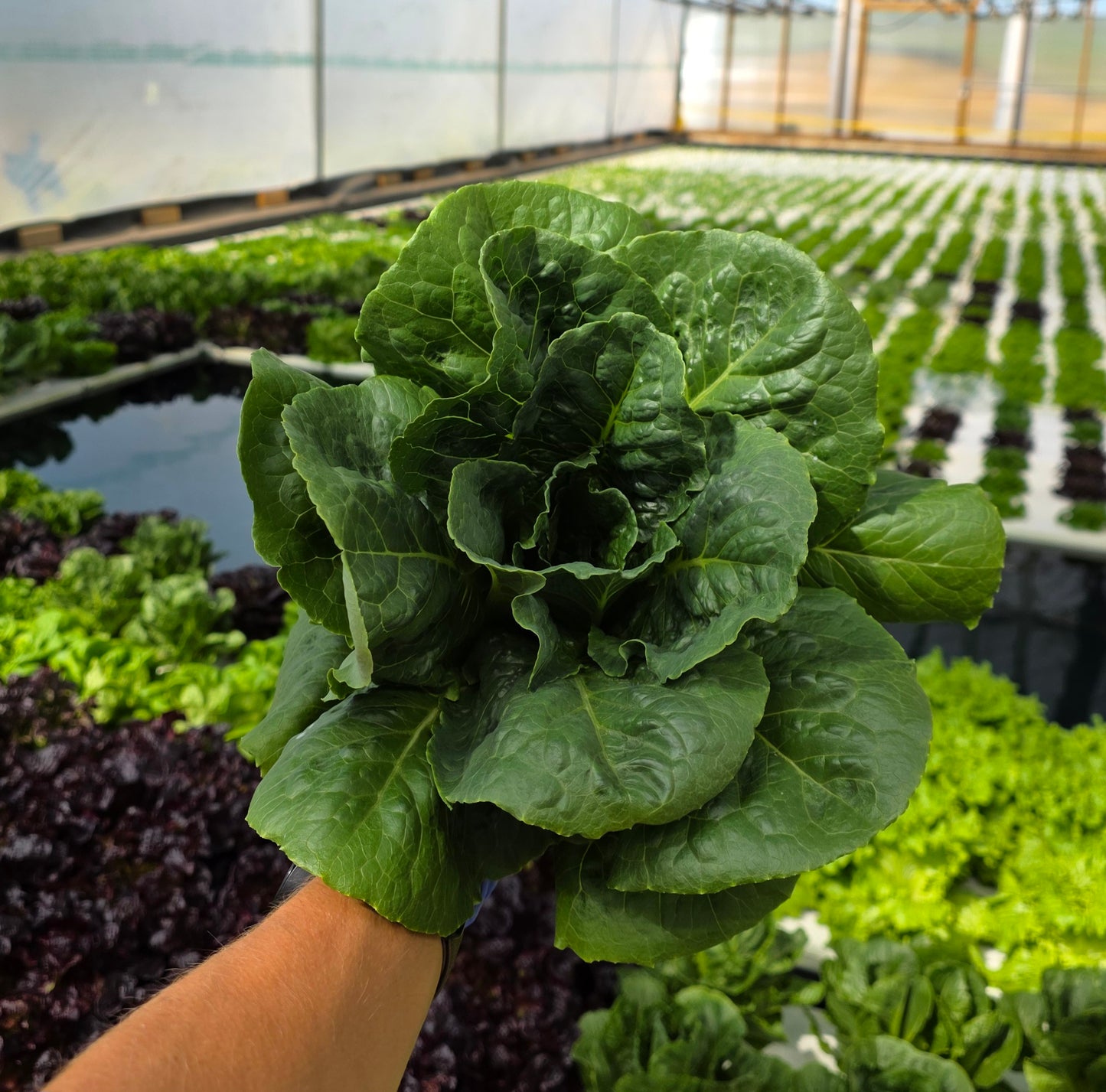 Romaine Lettuce