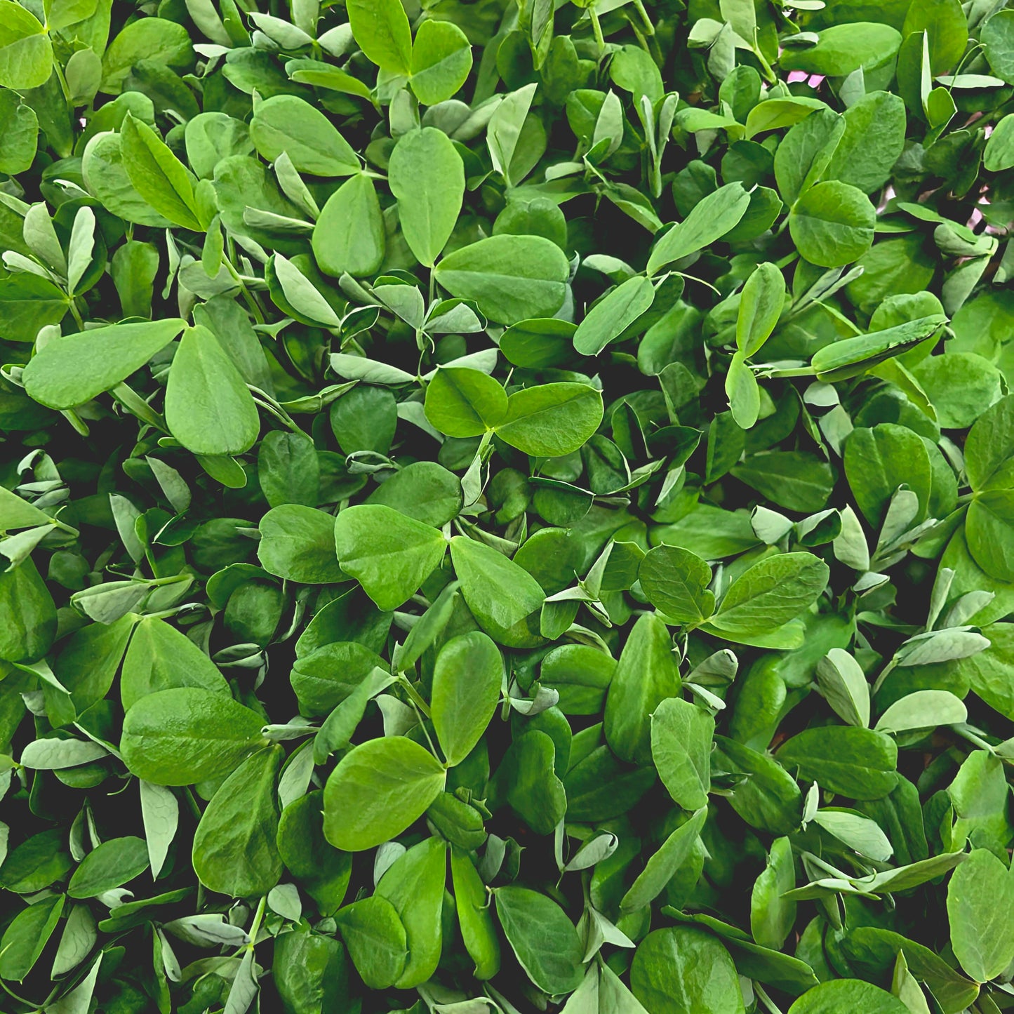 Pea Microgreens