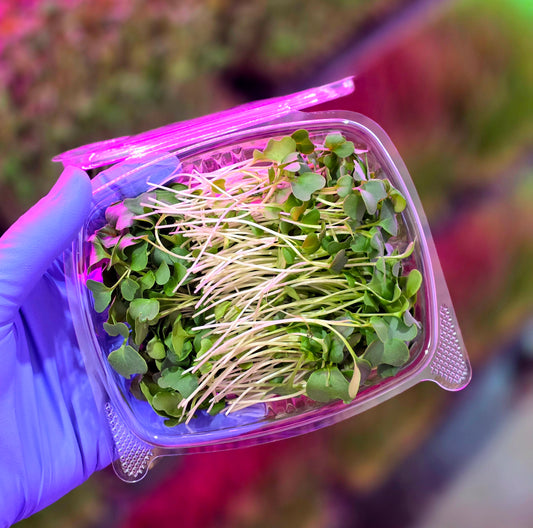 Broccoli Microgreens