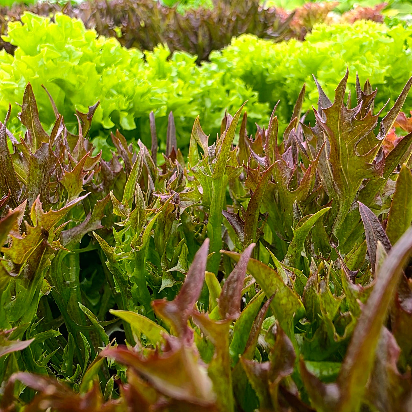 Spring Mix