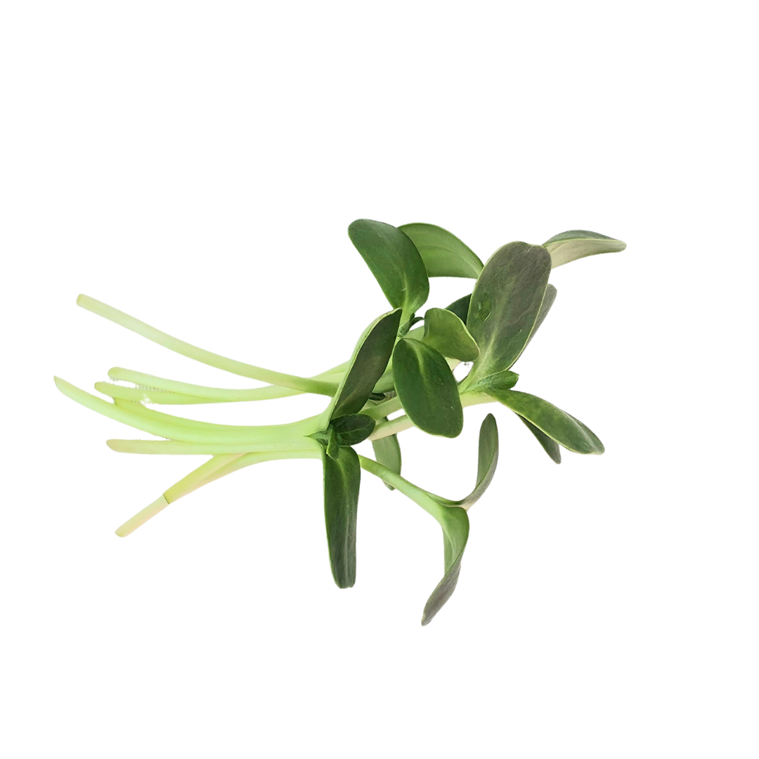 Microgreens - Small