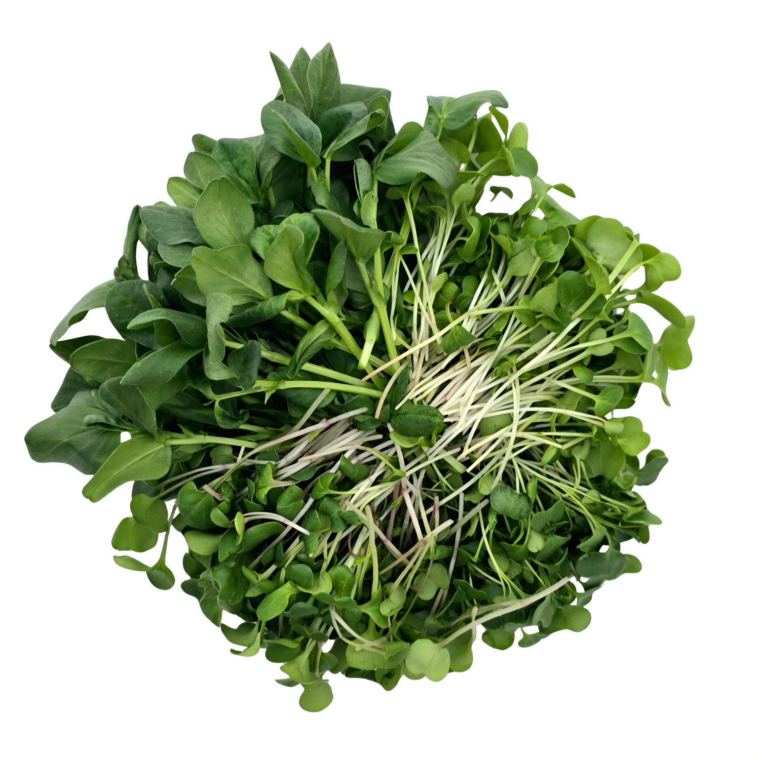 Microgreens - Medium