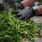 Microgreen Salad Mix - Large