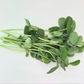 Pea Microgreens