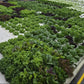 Grower's Choice Lettuce