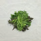 Spring Mix