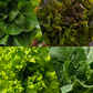 Grower's Choice Lettuce