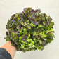 Red Leaf Lettuce