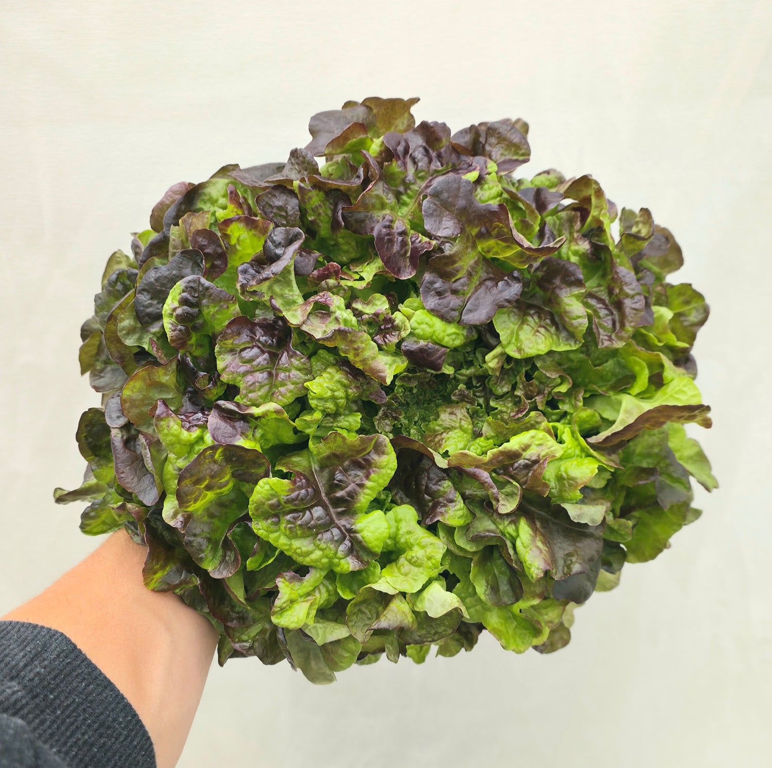 Lettuce