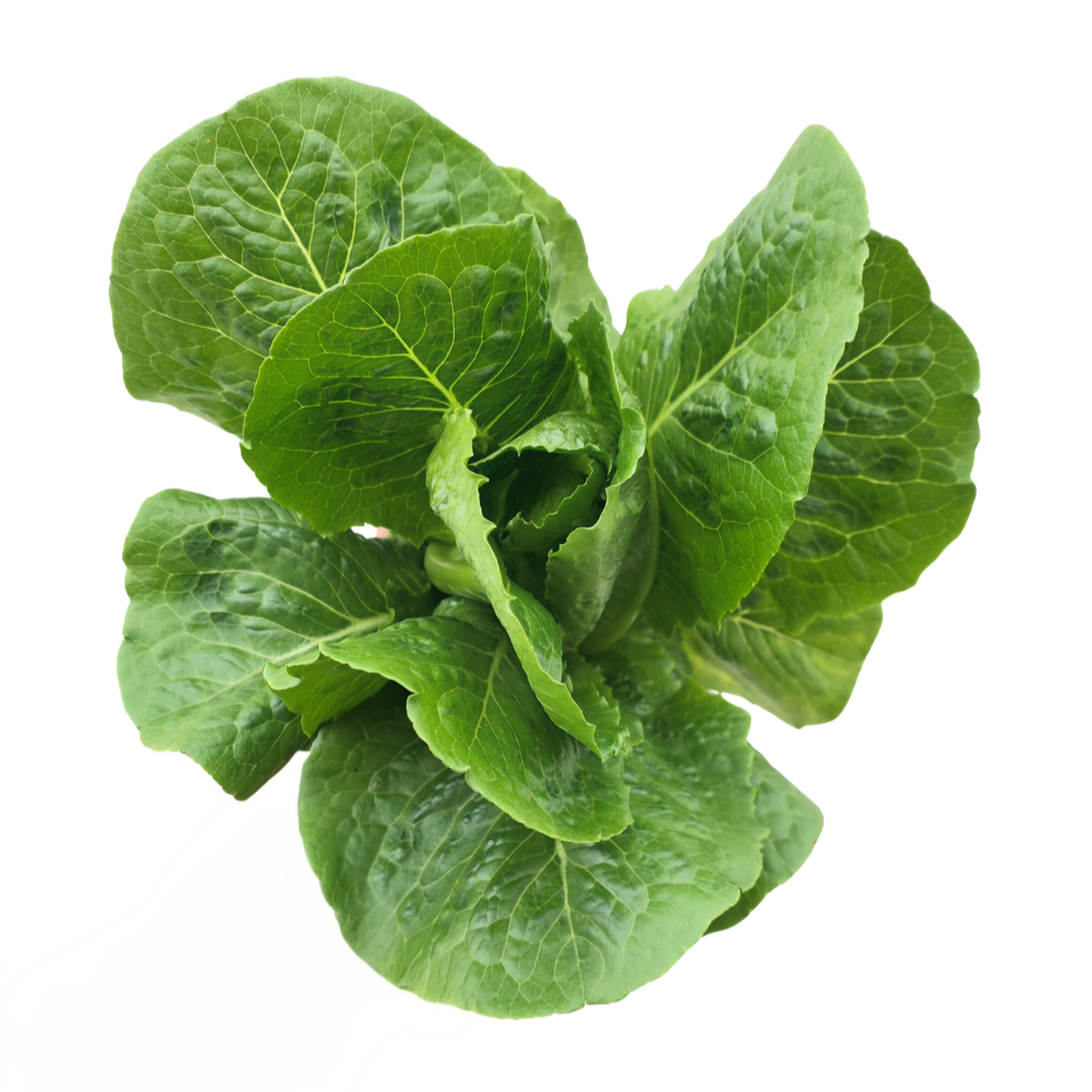 Romaine Lettuce