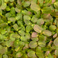 Sunflower Microgreens