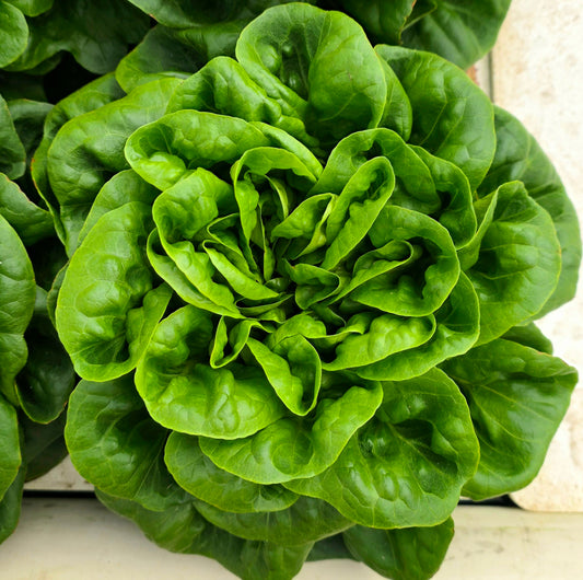 Butter Lettuce