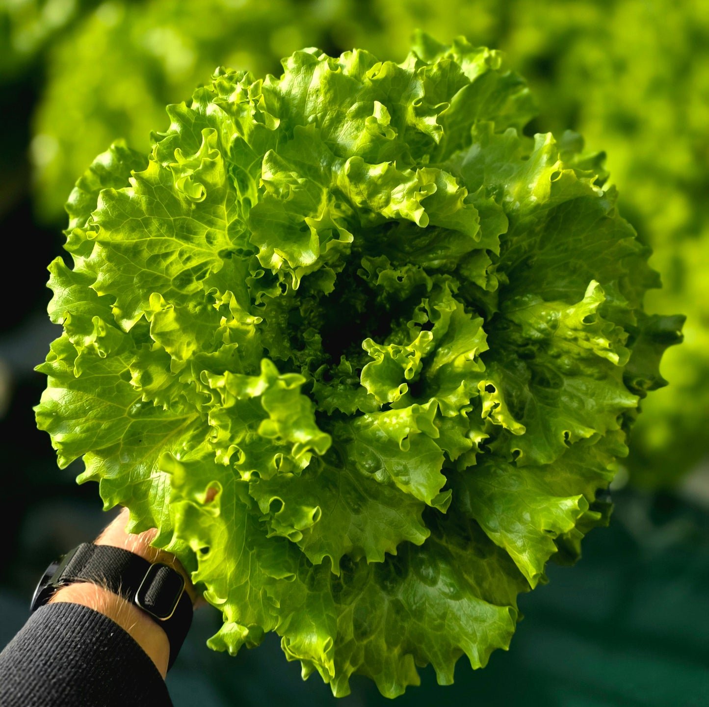 Grower's Choice Lettuce