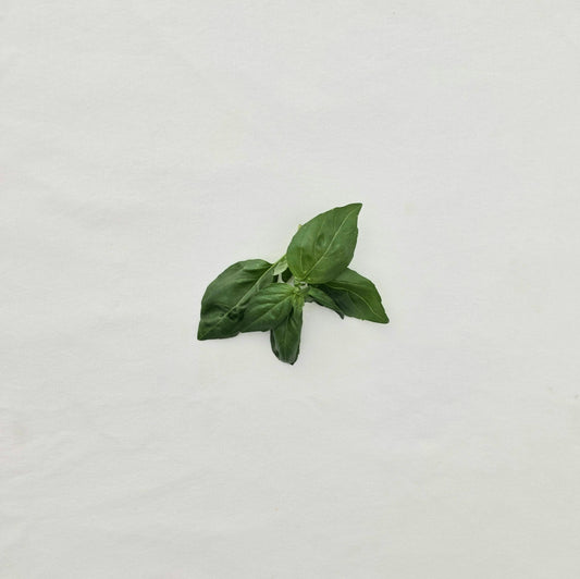 Basil