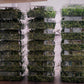 Microgreen Salad Mix - Large