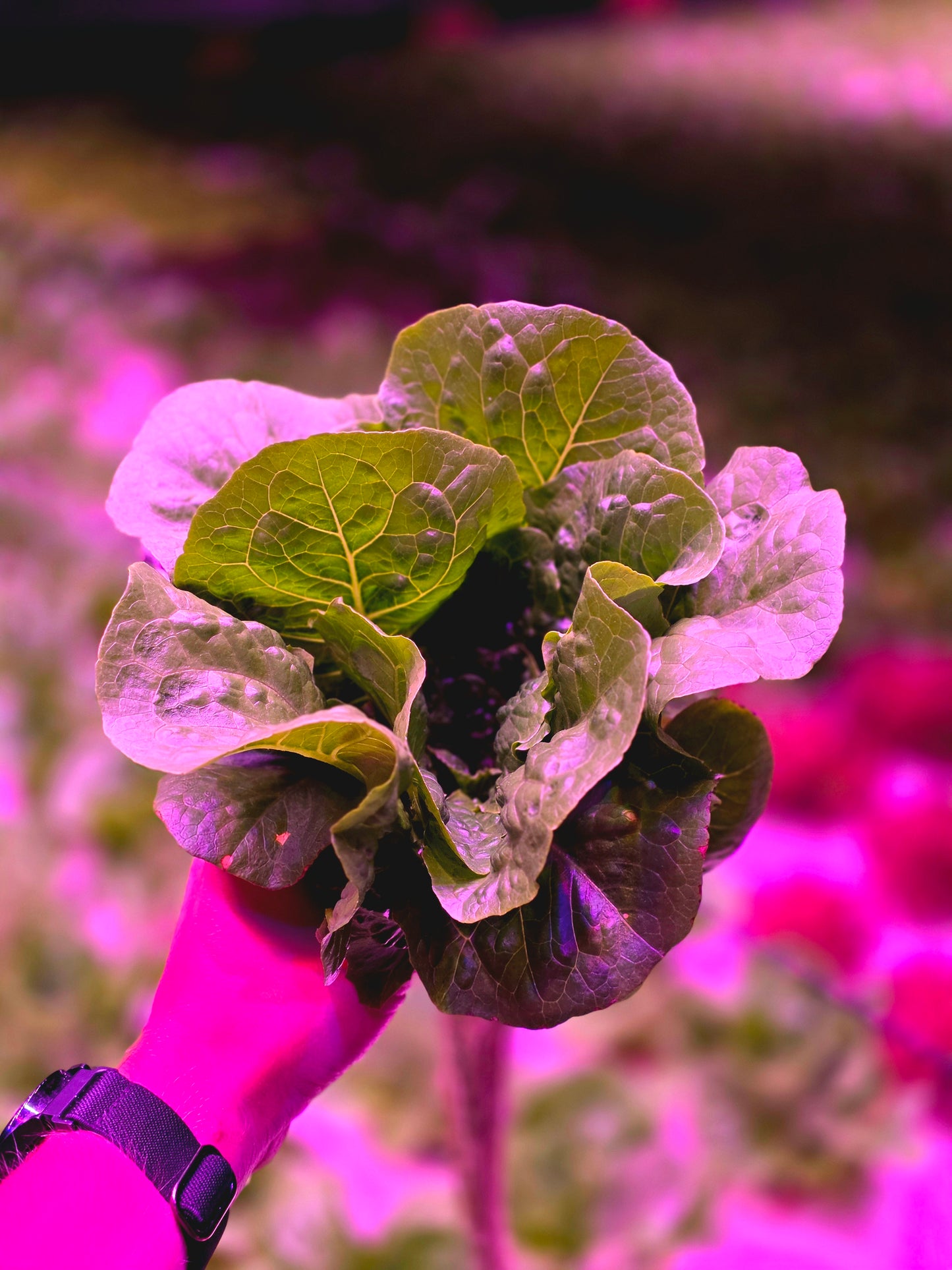 Grower's Choice Lettuce