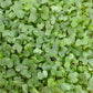 Broccoli Microgreens