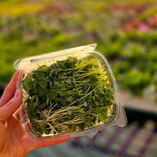 Microgreen Salad Mix - 80 g