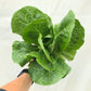 Romaine Lettuce