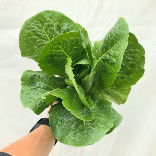Romaine Lettuce