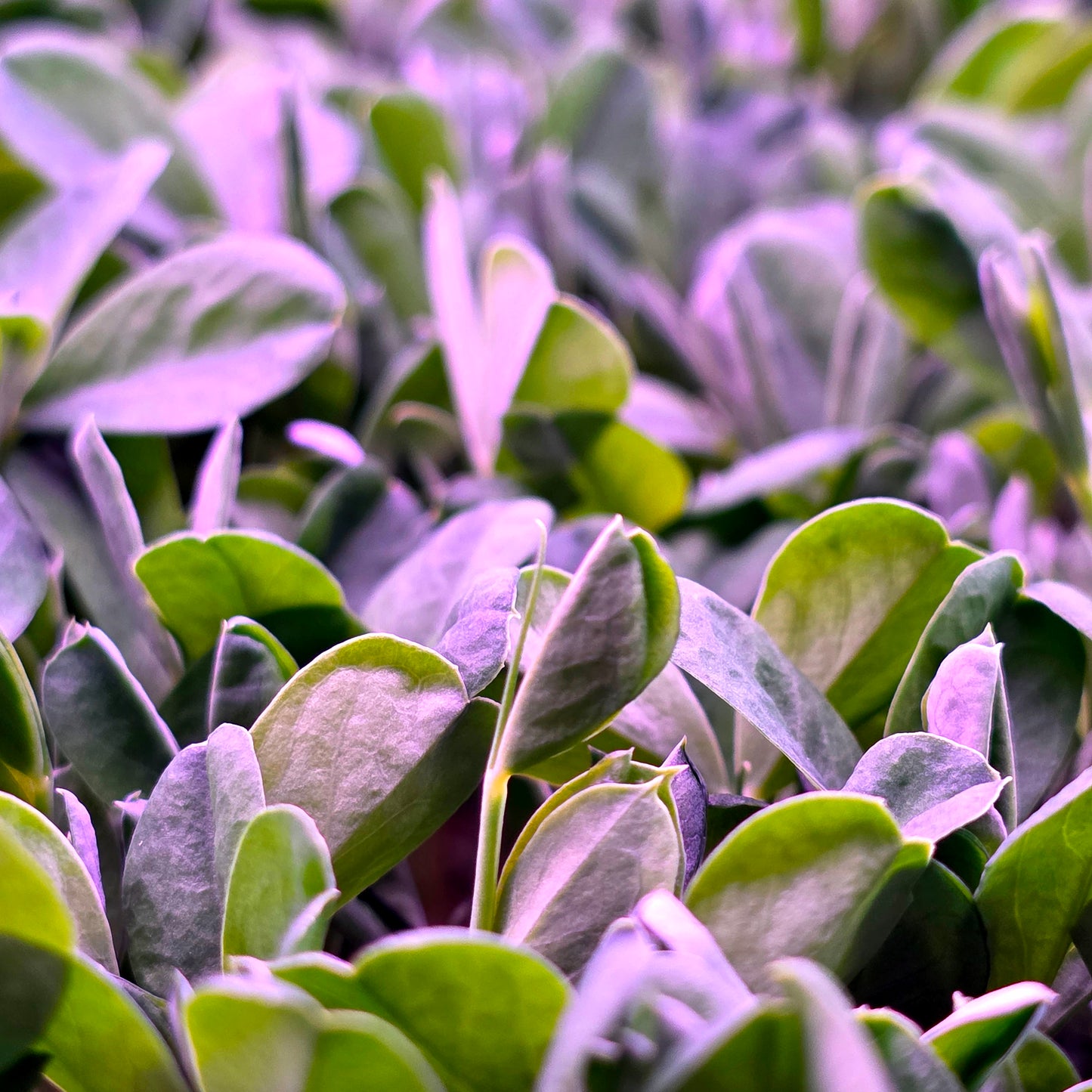 Pea Microgreens