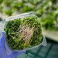 Symphony Mix Microgreens