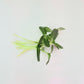 Sunflower Microgreens