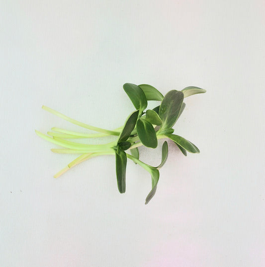 Sunflower Microgreens