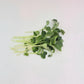 Broccoli Microgreens