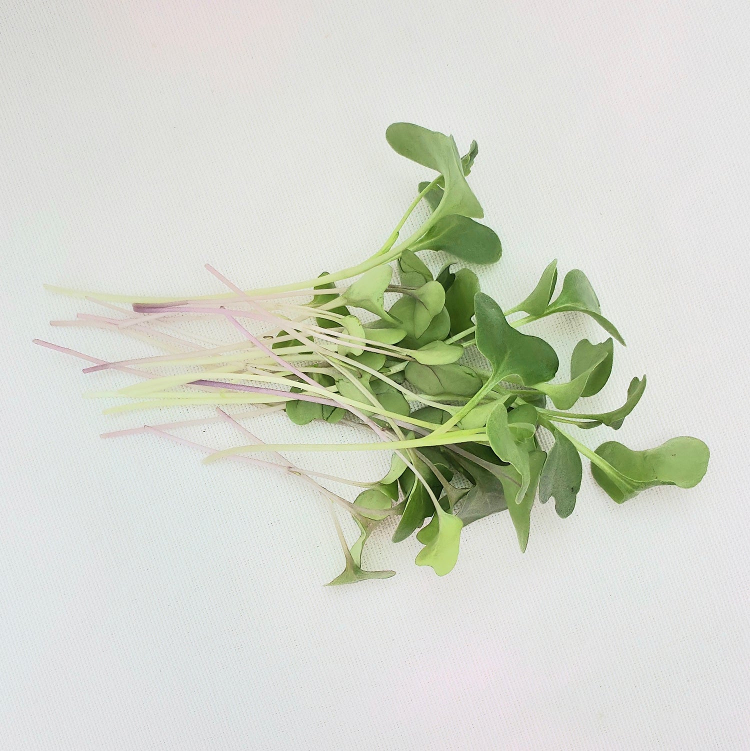 Microgreens - Small