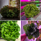Grower's Choice Lettuce