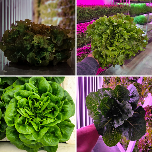Grower's Choice Lettuce